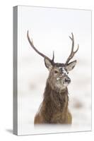 Red Deer Stag (Cervus Elaphus) Portrait in Snowy Moorland, Cairngorms Np, Scotland, UK, December-Mark Hamblin-Stretched Canvas