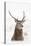 Red Deer Stag (Cervus Elaphus) Portrait in Snowy Moorland, Cairngorms Np, Scotland, UK, December-Mark Hamblin-Stretched Canvas