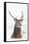 Red Deer Stag (Cervus Elaphus) Portrait in Snowy Moorland, Cairngorms Np, Scotland, UK, December-Mark Hamblin-Framed Stretched Canvas