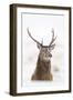 Red Deer Stag (Cervus Elaphus) Portrait in Snowy Moorland, Cairngorms Np, Scotland, UK, December-Mark Hamblin-Framed Premium Photographic Print