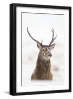 Red Deer Stag (Cervus Elaphus) Portrait in Snowy Moorland, Cairngorms Np, Scotland, UK, December-Mark Hamblin-Framed Premium Photographic Print