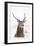 Red Deer Stag (Cervus Elaphus) Portrait in Snowy Moorland, Cairngorms Np, Scotland, UK, December-Mark Hamblin-Framed Premium Photographic Print