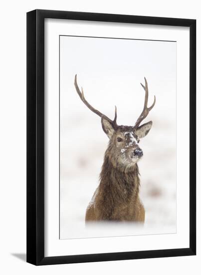 Red Deer Stag (Cervus Elaphus) Portrait in Snowy Moorland, Cairngorms Np, Scotland, UK, December-Mark Hamblin-Framed Premium Photographic Print