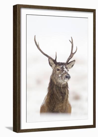 Red Deer Stag (Cervus Elaphus) Portrait in Snowy Moorland, Cairngorms Np, Scotland, UK, December-Mark Hamblin-Framed Premium Photographic Print