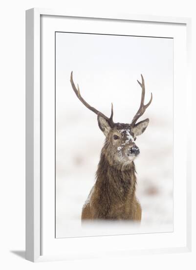 Red Deer Stag (Cervus Elaphus) Portrait in Snowy Moorland, Cairngorms Np, Scotland, UK, December-Mark Hamblin-Framed Premium Photographic Print