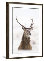 Red Deer Stag (Cervus Elaphus) Portrait in Snowy Moorland, Cairngorms Np, Scotland, UK, December-Mark Hamblin-Framed Premium Photographic Print