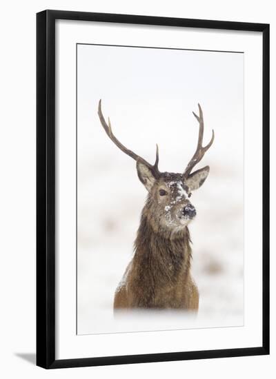 Red Deer Stag (Cervus Elaphus) Portrait in Snowy Moorland, Cairngorms Np, Scotland, UK, December-Mark Hamblin-Framed Premium Photographic Print