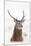 Red Deer Stag (Cervus Elaphus) Portrait in Snowy Moorland, Cairngorms Np, Scotland, UK, December-Mark Hamblin-Mounted Premium Photographic Print