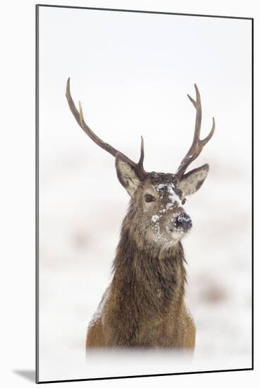 Red Deer Stag (Cervus Elaphus) Portrait in Snowy Moorland, Cairngorms Np, Scotland, UK, December-Mark Hamblin-Mounted Premium Photographic Print