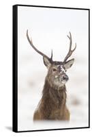 Red Deer Stag (Cervus Elaphus) Portrait in Snowy Moorland, Cairngorms Np, Scotland, UK, December-Mark Hamblin-Framed Stretched Canvas