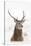 Red Deer Stag (Cervus Elaphus) Portrait in Snowy Moorland, Cairngorms Np, Scotland, UK, December-Mark Hamblin-Stretched Canvas