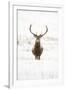 Red Deer Stag (Cervus Elaphus) Portrait in Snowy Moorland, Cairngorms Np, Scotland, UK, December-Mark Hamblin-Framed Photographic Print