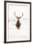 Red Deer Stag (Cervus Elaphus) Portrait in Snowy Moorland, Cairngorms Np, Scotland, UK, December-Mark Hamblin-Framed Photographic Print