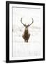 Red Deer Stag (Cervus Elaphus) Portrait in Snowy Moorland, Cairngorms Np, Scotland, UK, December-Mark Hamblin-Framed Photographic Print