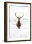 Red Deer Stag (Cervus Elaphus) Portrait in Snowy Moorland, Cairngorms Np, Scotland, UK, December-Mark Hamblin-Framed Photographic Print