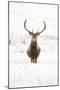 Red Deer Stag (Cervus Elaphus) Portrait in Snowy Moorland, Cairngorms Np, Scotland, UK, December-Mark Hamblin-Mounted Photographic Print