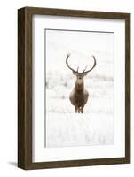 Red Deer Stag (Cervus Elaphus) Portrait in Snowy Moorland, Cairngorms Np, Scotland, UK, December-Mark Hamblin-Framed Photographic Print