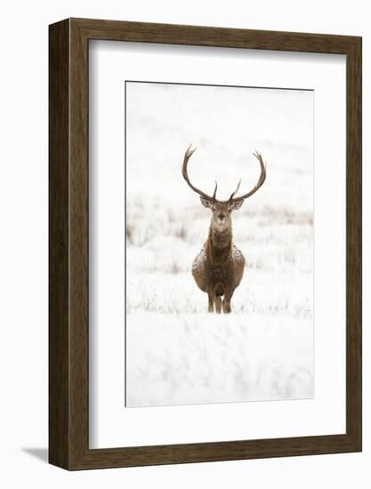 Red Deer Stag (Cervus Elaphus) Portrait in Snowy Moorland, Cairngorms Np, Scotland, UK, December-Mark Hamblin-Framed Photographic Print