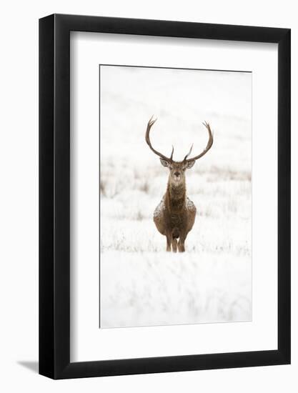 Red Deer Stag (Cervus Elaphus) Portrait in Snowy Moorland, Cairngorms Np, Scotland, UK, December-Mark Hamblin-Framed Photographic Print