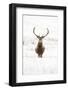 Red Deer Stag (Cervus Elaphus) Portrait in Snowy Moorland, Cairngorms Np, Scotland, UK, December-Mark Hamblin-Framed Photographic Print