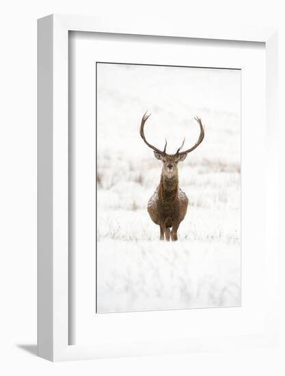 Red Deer Stag (Cervus Elaphus) Portrait in Snowy Moorland, Cairngorms Np, Scotland, UK, December-Mark Hamblin-Framed Photographic Print