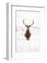 Red Deer Stag (Cervus Elaphus) Portrait in Snowy Moorland, Cairngorms Np, Scotland, UK, December-Mark Hamblin-Framed Photographic Print