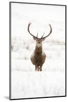 Red Deer Stag (Cervus Elaphus) Portrait in Snowy Moorland, Cairngorms Np, Scotland, UK, December-Mark Hamblin-Mounted Photographic Print