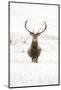 Red Deer Stag (Cervus Elaphus) Portrait in Snowy Moorland, Cairngorms Np, Scotland, UK, December-Mark Hamblin-Mounted Photographic Print