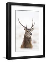 Red Deer Stag (Cervus Elaphus) Portrait in Snowy Moorland, Cairngorms Np, Scotland, UK, December-Mark Hamblin-Framed Photographic Print