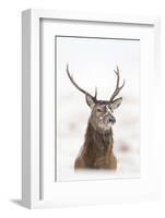 Red Deer Stag (Cervus Elaphus) Portrait in Snowy Moorland, Cairngorms Np, Scotland, UK, December-Mark Hamblin-Framed Photographic Print