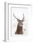 Red Deer Stag (Cervus Elaphus) Portrait in Snowy Moorland, Cairngorms Np, Scotland, UK, December-Mark Hamblin-Framed Photographic Print