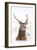 Red Deer Stag (Cervus Elaphus) Portrait in Snowy Moorland, Cairngorms Np, Scotland, UK, December-Mark Hamblin-Framed Photographic Print