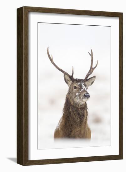 Red Deer Stag (Cervus Elaphus) Portrait in Snowy Moorland, Cairngorms Np, Scotland, UK, December-Mark Hamblin-Framed Photographic Print