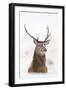 Red Deer Stag (Cervus Elaphus) Portrait in Snowy Moorland, Cairngorms Np, Scotland, UK, December-Mark Hamblin-Framed Photographic Print