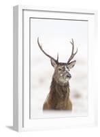 Red Deer Stag (Cervus Elaphus) Portrait in Snowy Moorland, Cairngorms Np, Scotland, UK, December-Mark Hamblin-Framed Photographic Print