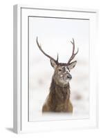 Red Deer Stag (Cervus Elaphus) Portrait in Snowy Moorland, Cairngorms Np, Scotland, UK, December-Mark Hamblin-Framed Photographic Print