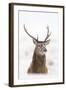 Red Deer Stag (Cervus Elaphus) Portrait in Snowy Moorland, Cairngorms Np, Scotland, UK, December-Mark Hamblin-Framed Photographic Print
