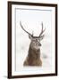 Red Deer Stag (Cervus Elaphus) Portrait in Snowy Moorland, Cairngorms Np, Scotland, UK, December-Mark Hamblin-Framed Photographic Print