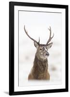 Red Deer Stag (Cervus Elaphus) Portrait in Snowy Moorland, Cairngorms Np, Scotland, UK, December-Mark Hamblin-Framed Photographic Print