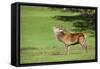 Red Deer Stag (Cervus Elaphus) Roaring, Arran, Scotland, United Kingdom, Europe-Ann and Steve Toon-Framed Stretched Canvas