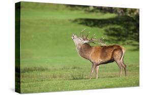 Red Deer Stag (Cervus Elaphus) Roaring, Arran, Scotland, United Kingdom, Europe-Ann and Steve Toon-Stretched Canvas