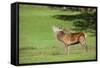 Red Deer Stag (Cervus Elaphus) Roaring, Arran, Scotland, United Kingdom, Europe-Ann and Steve Toon-Framed Stretched Canvas