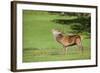 Red Deer Stag (Cervus Elaphus) Roaring, Arran, Scotland, United Kingdom, Europe-Ann and Steve Toon-Framed Photographic Print