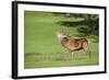 Red Deer Stag (Cervus Elaphus) Roaring, Arran, Scotland, United Kingdom, Europe-Ann and Steve Toon-Framed Photographic Print