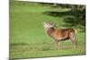 Red Deer Stag (Cervus Elaphus) Roaring, Arran, Scotland, United Kingdom, Europe-Ann and Steve Toon-Mounted Photographic Print