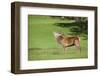 Red Deer Stag (Cervus Elaphus) Roaring, Arran, Scotland, United Kingdom, Europe-Ann and Steve Toon-Framed Photographic Print
