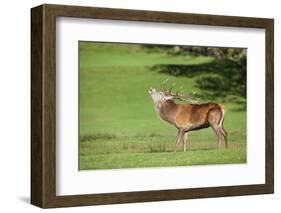 Red Deer Stag (Cervus Elaphus) Roaring, Arran, Scotland, United Kingdom, Europe-Ann and Steve Toon-Framed Photographic Print