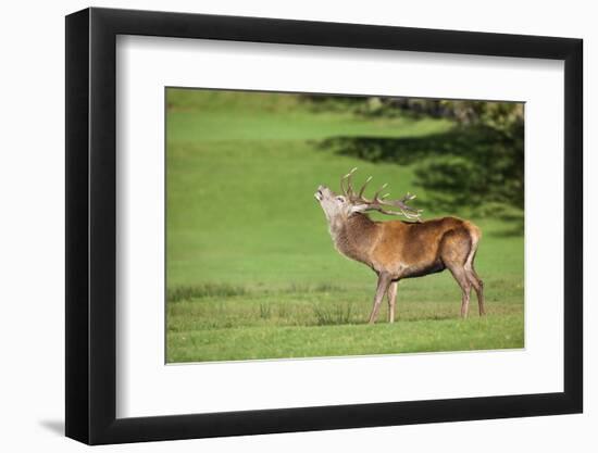 Red Deer Stag (Cervus Elaphus) Roaring, Arran, Scotland, United Kingdom, Europe-Ann and Steve Toon-Framed Photographic Print