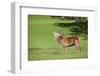 Red Deer Stag (Cervus Elaphus) Roaring, Arran, Scotland, United Kingdom, Europe-Ann and Steve Toon-Framed Photographic Print