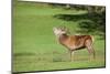 Red Deer Stag (Cervus Elaphus) Roaring, Arran, Scotland, United Kingdom, Europe-Ann and Steve Toon-Mounted Photographic Print